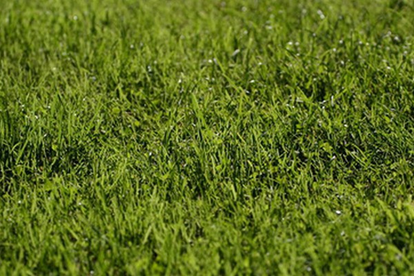 草坪褐斑病的症状及防治方法