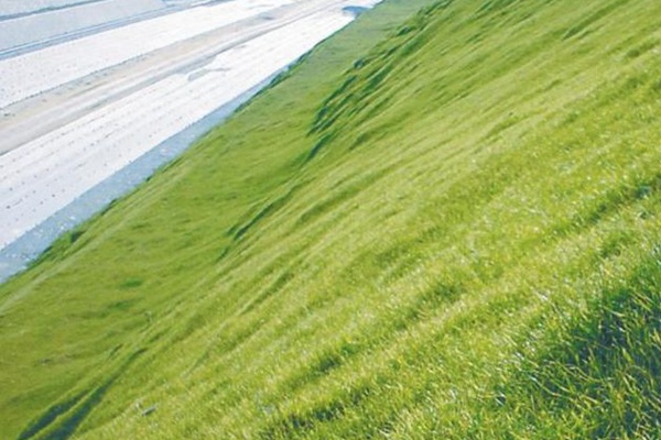 草坪在边坡复绿工程中的应用