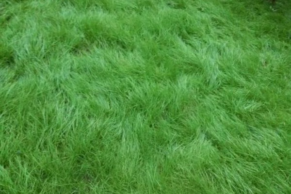 美国四季青草坪的特性以及优点