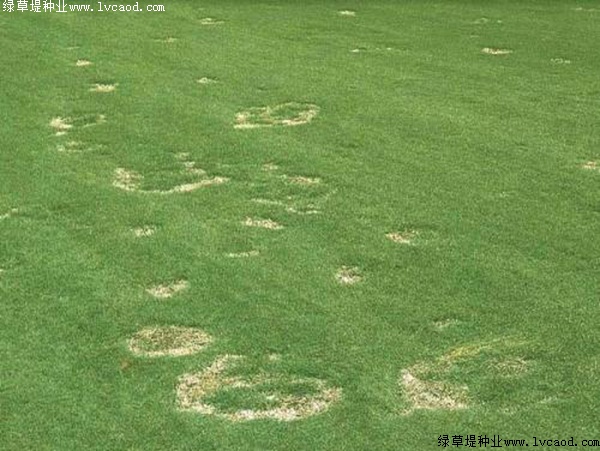 草坪夏季斑枯病症状图片及防治方法