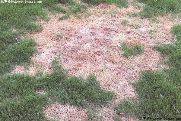 草坪夏季斑枯病症状图片及防治方法
