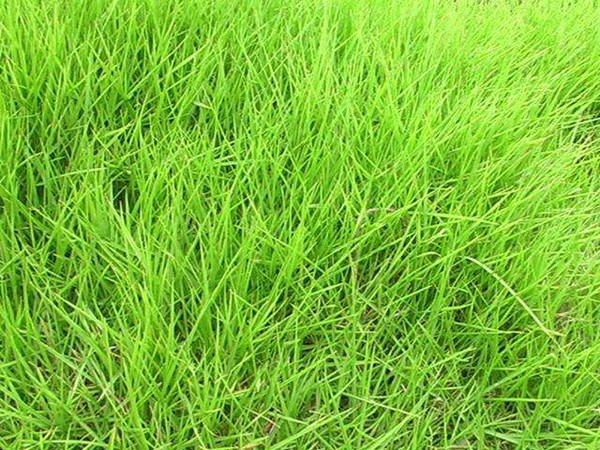 台湾草