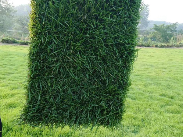 马尼拉草坪的种植技术分享.jpg
