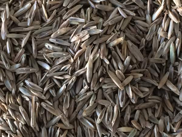 多年生黑麦草种子零售价格是多少钱1斤?