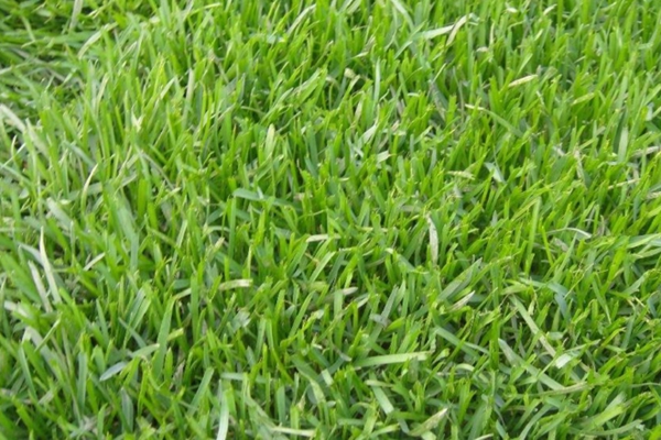 早熟禾草坪的种植方法及养护技巧